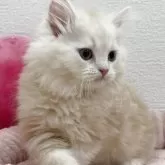 サイベリアン