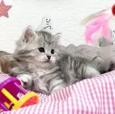 サイベリアン