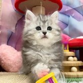 サイベリアン