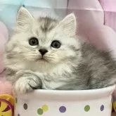 サイベリアン