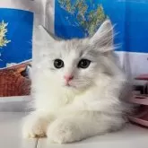 サイベリアン
