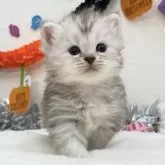 サイベリアン
