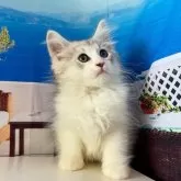 サイベリアン