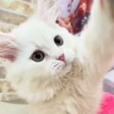 サイベリアン