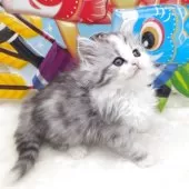 サイベリアン【埼玉県・女の子・2025年2月23日・シルバークラシックタビー&ホワイト】の写真2