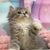 サイベリアン【埼玉県・男の子・2025年7月7日・ブルータビー&ホワイト】の写真2