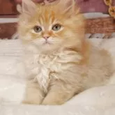 サイベリアン【埼玉県・男の子・2025年10月11日・レッドタビー】の写真3