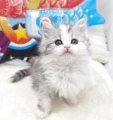 サイベリアン【埼玉県・女の子・2025年2月23日・シルバークラシックタビー&ホワイト】の写真3