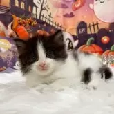 サイベリアン【埼玉県・男の子・2025年9月18日・ブラック&ホワイト】の写真3