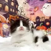 サイベリアン【埼玉県・男の子・2025年9月18日・ブラック&ホワイト】の写真4