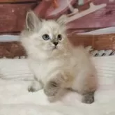 サイベリアン【埼玉県・男の子・2025年10月11日・ゴーデンリンクスポイント】の写真4