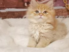 サイベリアン【埼玉県・男の子・2025年10月11日・レッドタビー】の写真5