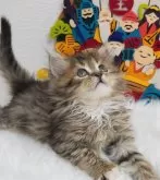 サイベリアン【埼玉県・女の子・2024年11月7日・ブラウンタビー&ホワイト】の写真5