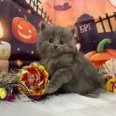 サイベリアン【埼玉県・男の子・2025年9月18日・ブルー】の写真4