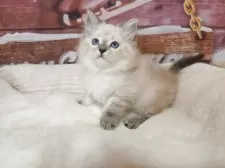 サイベリアン【埼玉県・男の子・2025年10月11日・ゴーデンリンクスポイント】の写真5