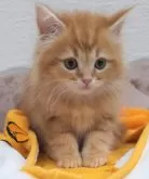 サイベリアン【埼玉県・男の子・2024年11月7日・レッドタビー&ホワイト】の写真6