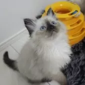 サイベリアン【埼玉県・女の子・2024年11月18日・シールリンクスポイント】の写真6