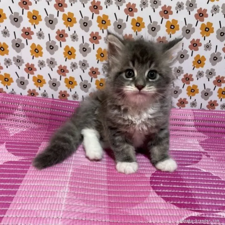 ID：2308-02477の子猫