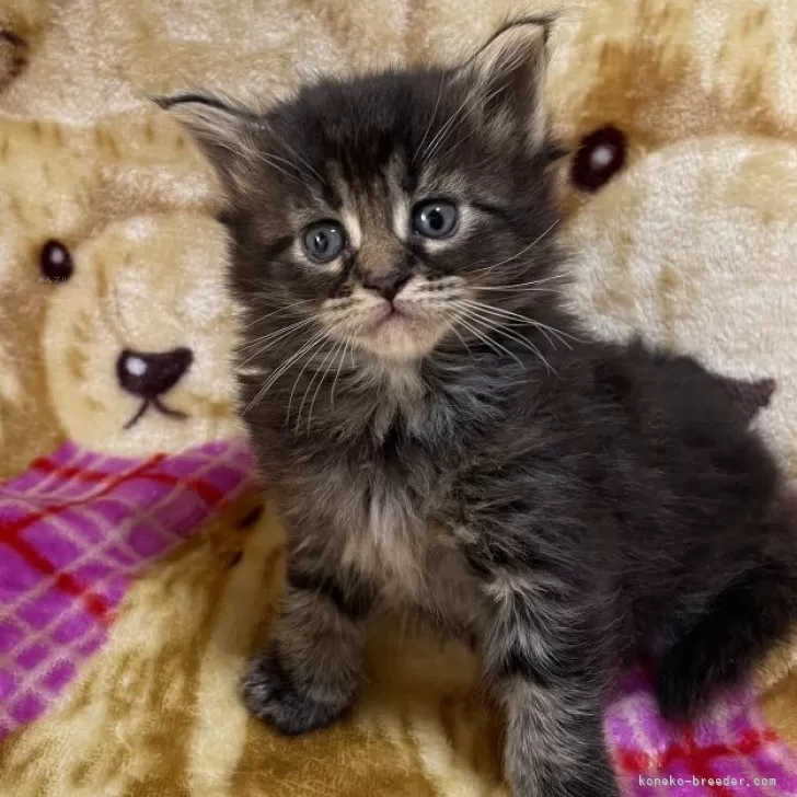ID：2401-00939の子猫