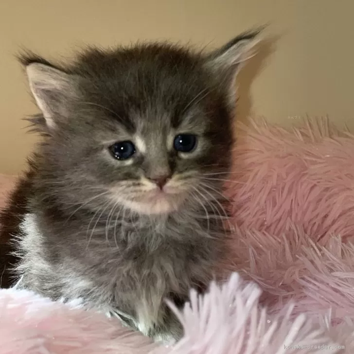 ID：2401-00840の子猫