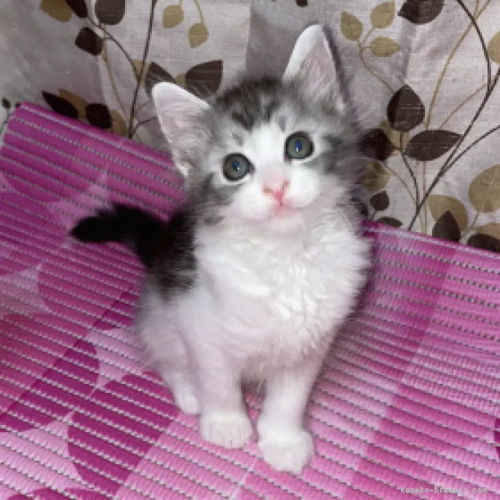 ID：2308-02645の子猫