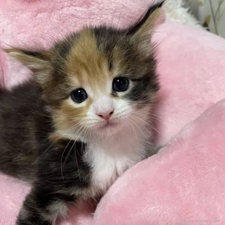ID:2412-01013の子猫