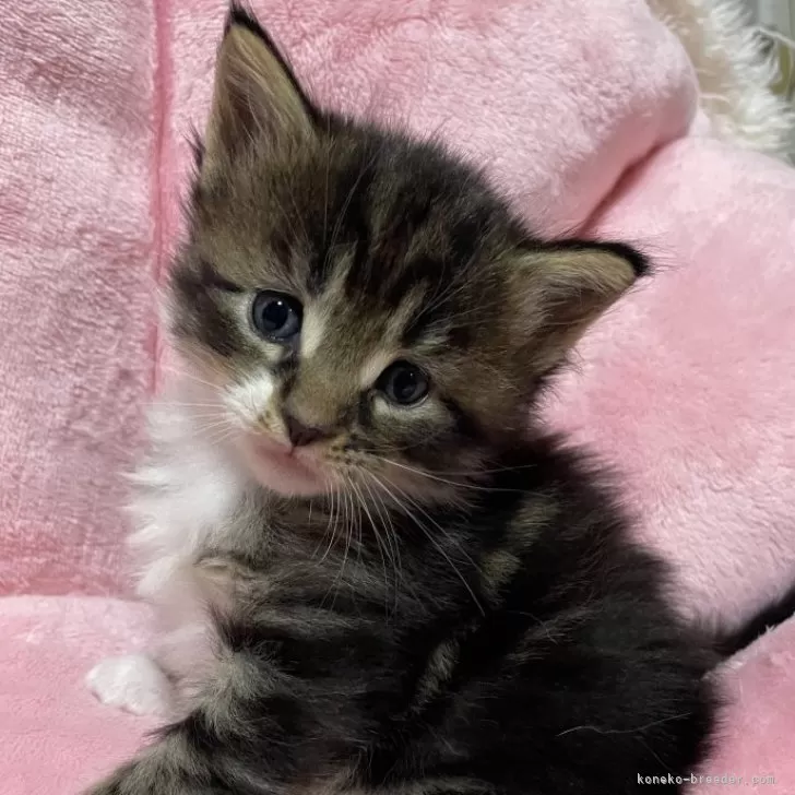ID:2412-01014の子猫