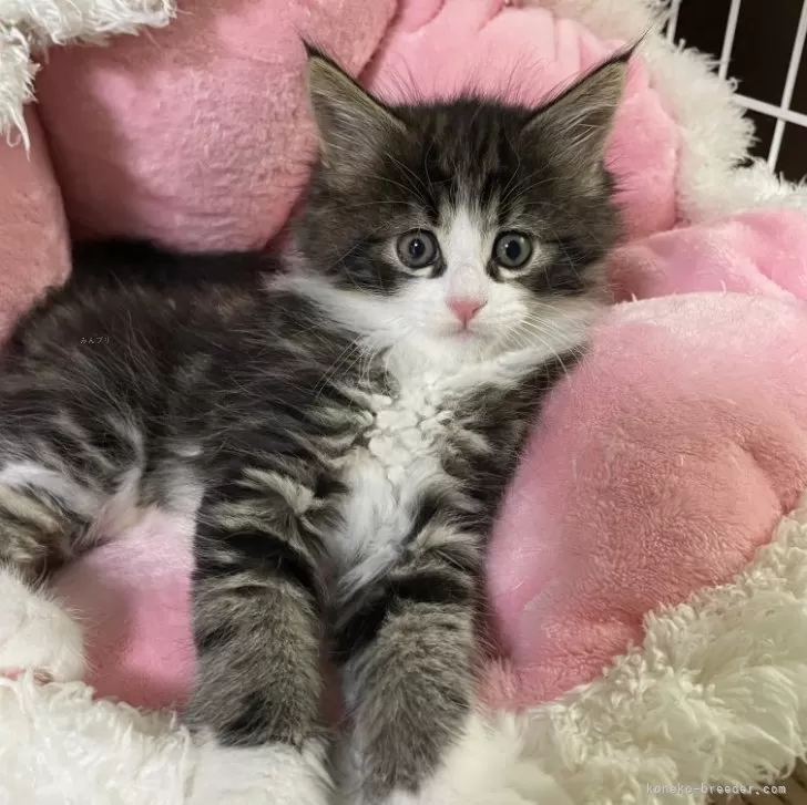 ID：2403-01532の子猫