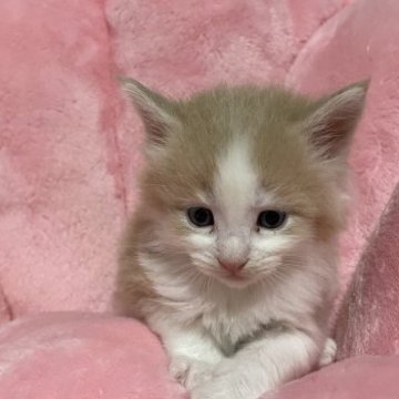 メインクーン【宮崎県・男の子・2023年10月24日・クリームタビー&ホワイト】の写真「困ったちゃん顔がかわいい🩷」