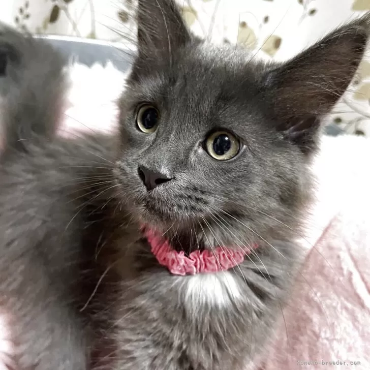 メインクーン【宮崎県・女の子・2025年4月29日・ブルースモーク】の写真1「体重　1.45g良く食べ、良く寝て、沢山、遊んで元気いっぱい！」