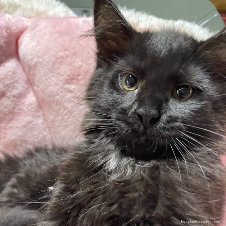 ブリーダー画像