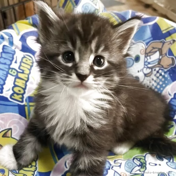 ID：2509-02180の子猫