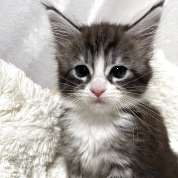 メインクーン【宮崎県・男の子・2025年10月15日・ブラウンタビ-&ホワイト】の写真「チャーミングな男の子❤️」