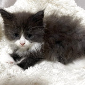 メインクーン【宮崎県・女の子・2025年10月15日・ブルー&ホワイト】の写真「ふわふわちゃん」