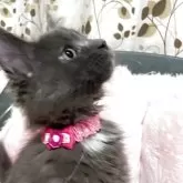 メインクーン【宮崎県・女の子・2025年4月29日・ブルースモーク】の写真3