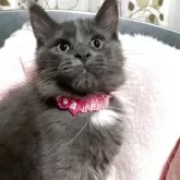 メインクーン【宮崎県・女の子・2025年4月29日・ブルースモーク】の写真4