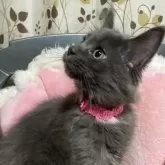 メインクーン【宮崎県・女の子・2025年4月29日・ブルースモーク】の写真5