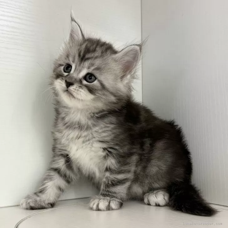 ID：2410-00415の子猫