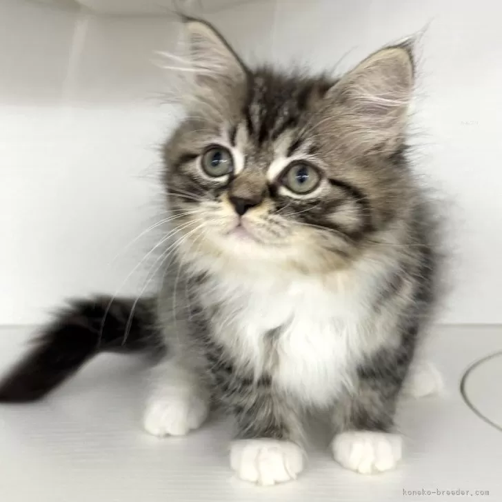 ID:2409-01351の子猫