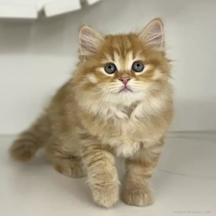 ID：2411-00027の子猫