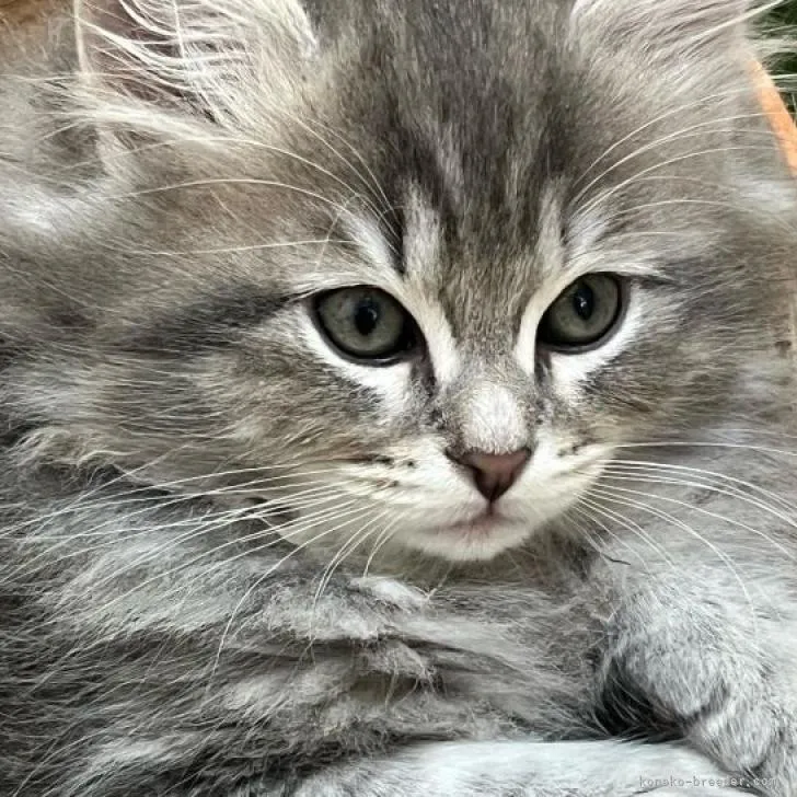 ID：2211-01093の子猫