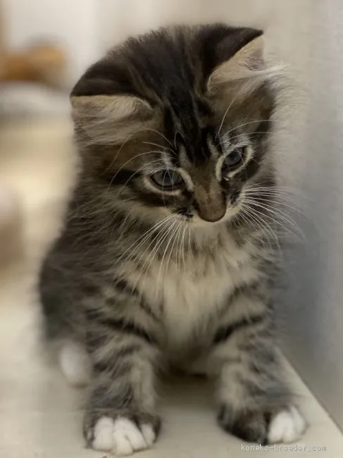 ID：2008-01212の子猫
