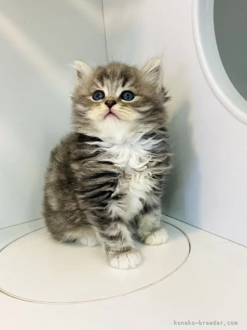 ID：2209-02502の子猫