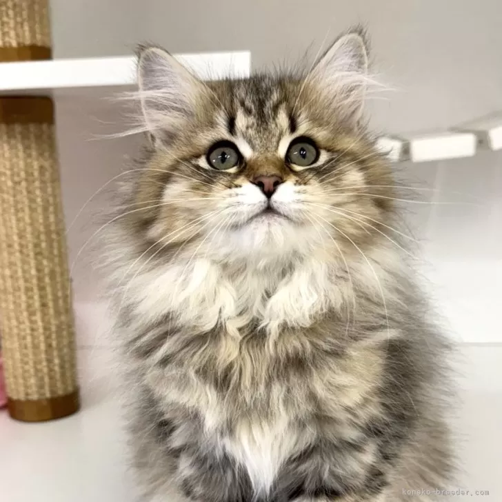 ID：2410-00058の子猫