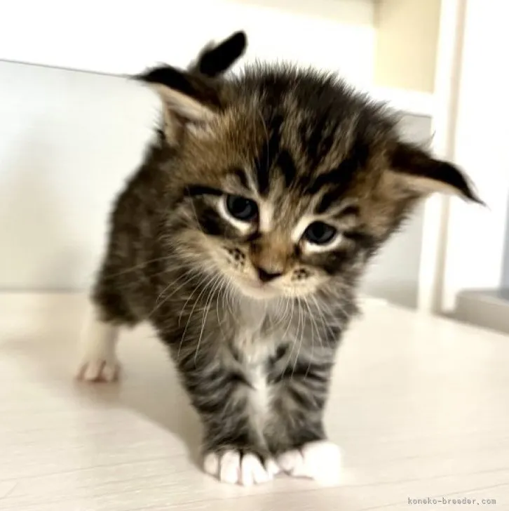 ID:2304-00239の子猫