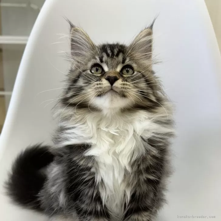 ID：2406-01615の子猫