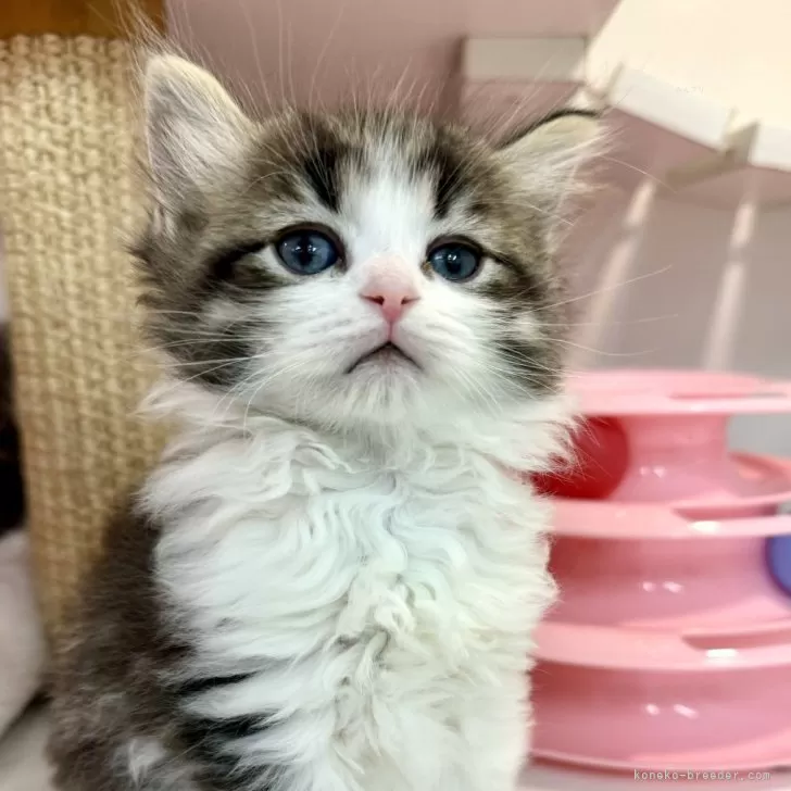 ID：2403-01096の子猫