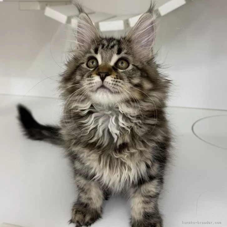 ID:2411-00242の子猫