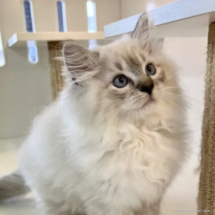 ID:2308-02112の子猫