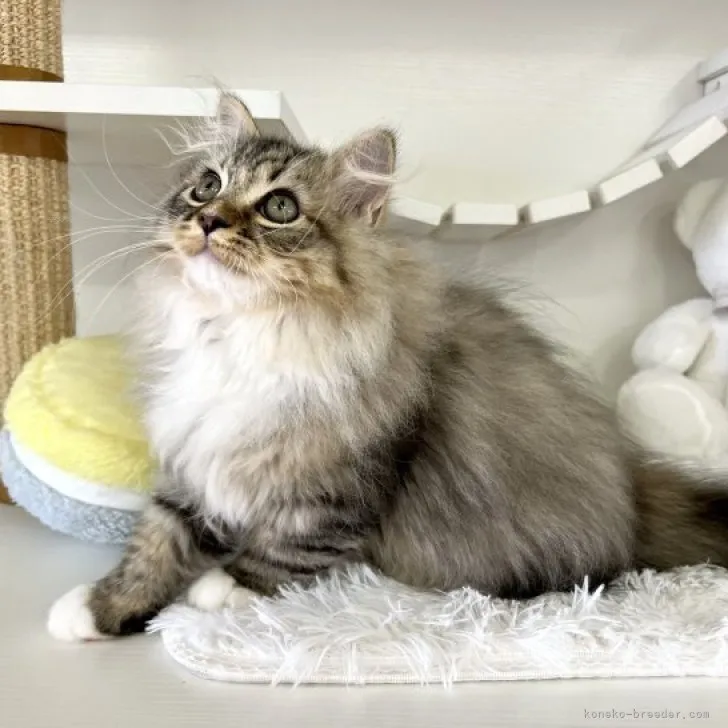 ID:2310-01888の子猫